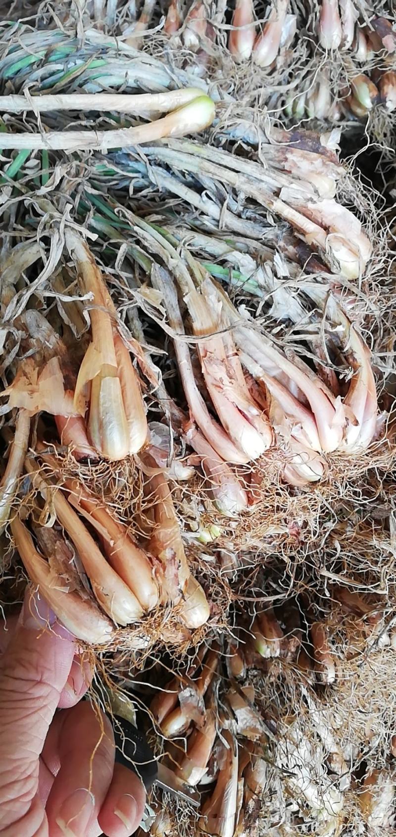 红葱头葱头种子发芽率特别高种植基地