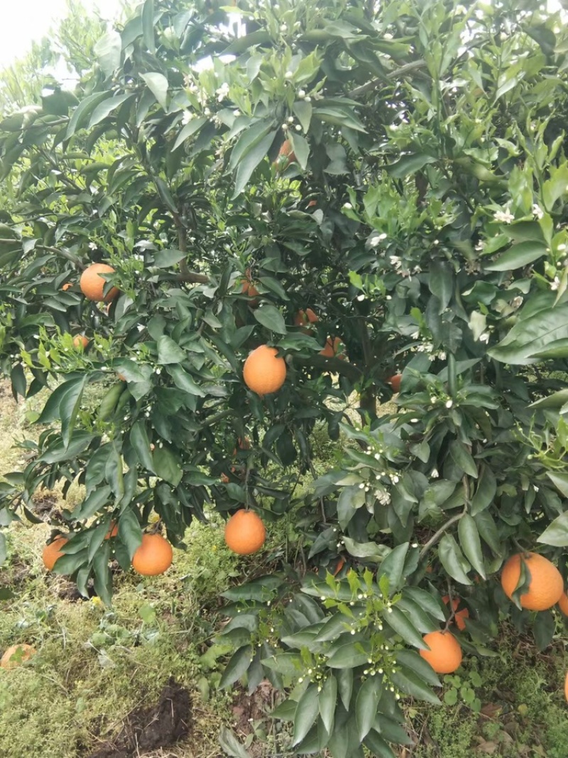 高山货(青见)