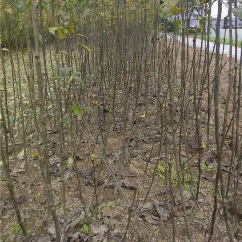 脆冠梨树嫁接苗基地直供，包品种包成活，量大从优