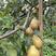 脆冠梨树嫁接苗基地直供，包品种包成活，量大从优