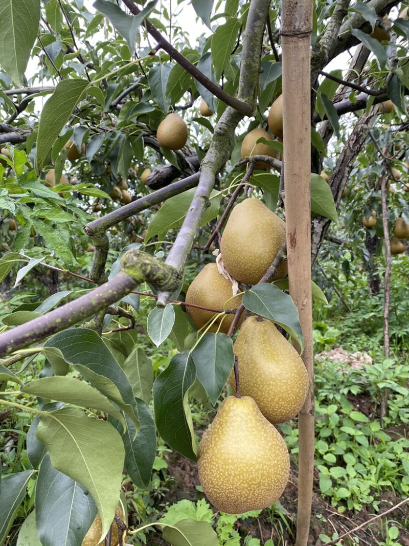 脆冠梨树嫁接苗基地直供，包品种包成活，量大从优