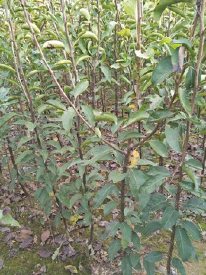 脆冠梨树嫁接苗基地直供，包品种包成活，量大从优
