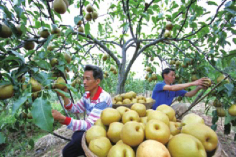 脆冠梨树嫁接苗基地直供，包品种包成活，量大从优