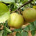 脆冠梨树嫁接苗基地直供，包品种包成活，量大从优