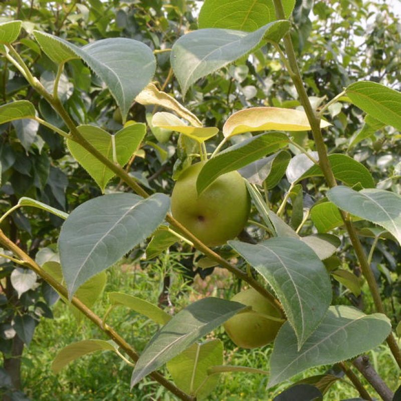 脆冠梨树嫁接苗基地直供，包品种包成活，量大从优