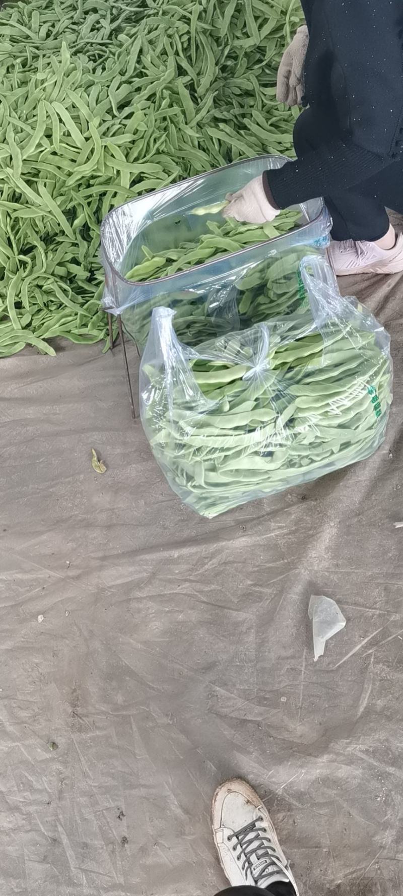山东省聊城市蔬菜产地供应