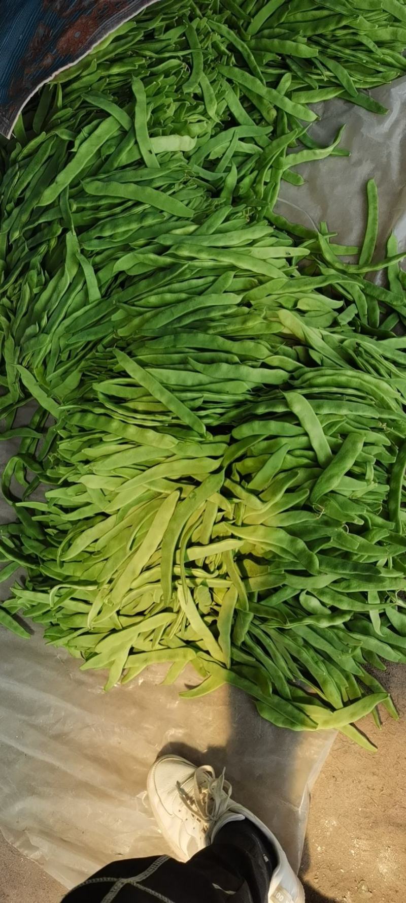 山东省聊城市蔬菜产地供应