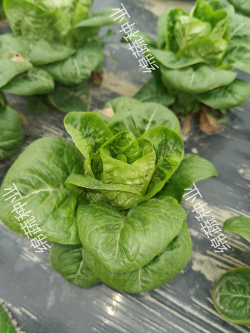 绵蔬翡翠生菜/生菜种子/叶菜种子/蔬菜种子