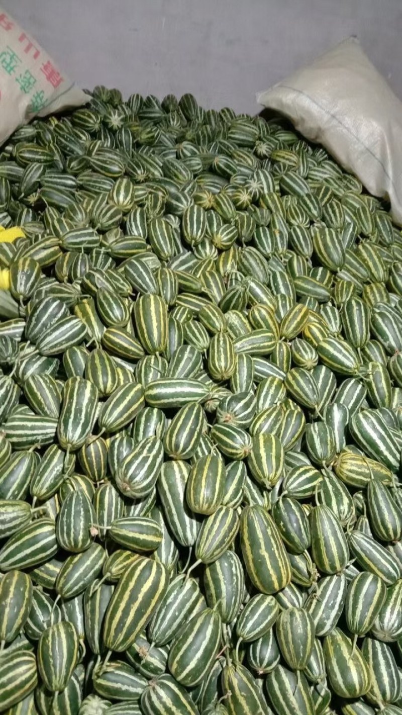 乐亭县冷棚甜瓜大量上市，品种齐全，质量有保证