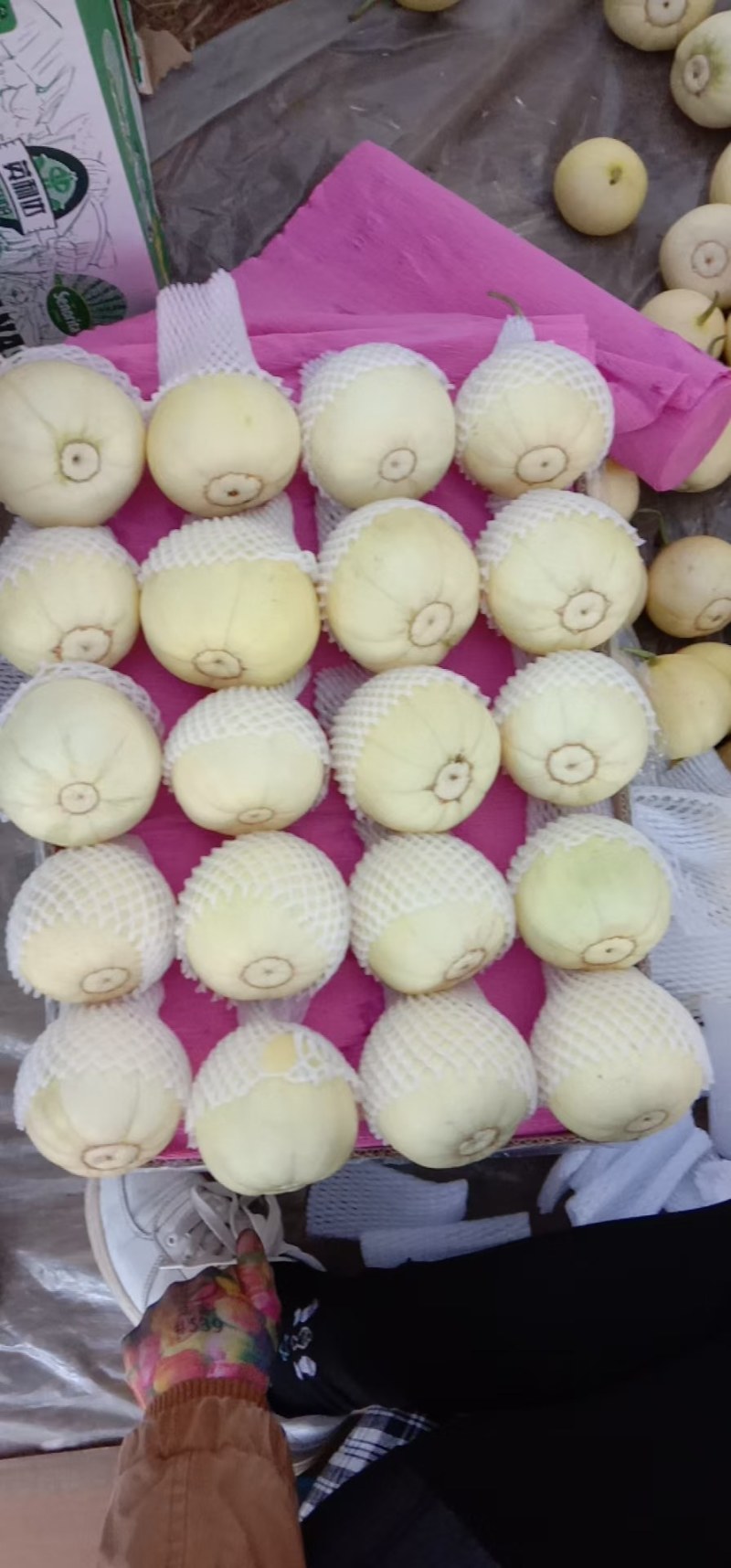 乐亭县冷棚甜瓜大量上市，品种齐全，质量有保证