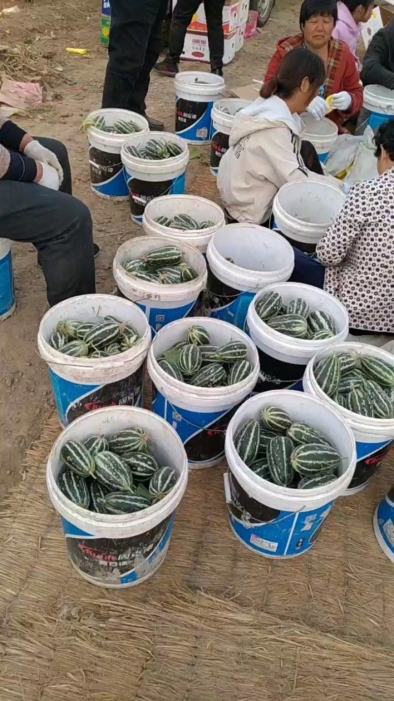 乐亭县冷棚甜瓜大量上市，品种齐全，质量有保证