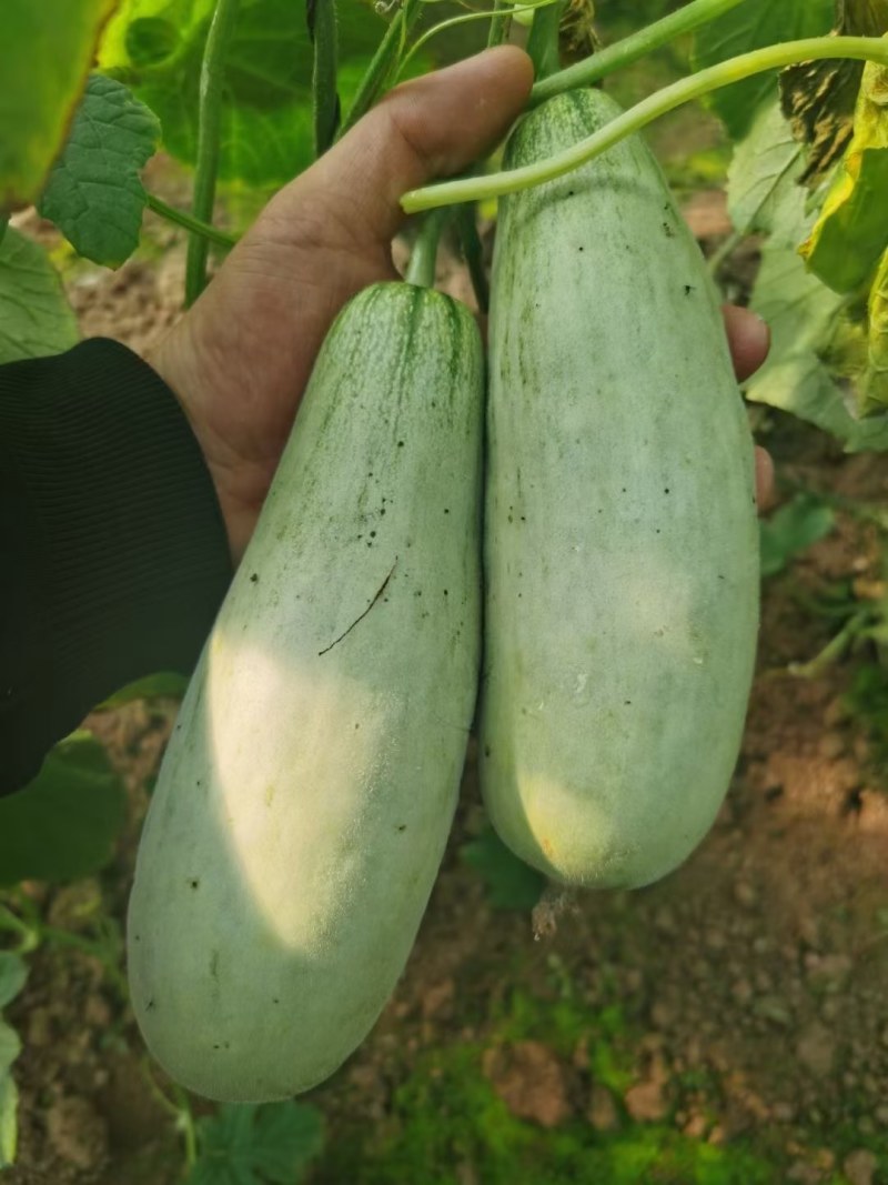 乐亭县冷棚甜瓜大量上市，品种齐全，质量有保证