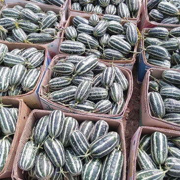 乐亭县冷棚甜瓜大量上市，品种齐全，质量有保证