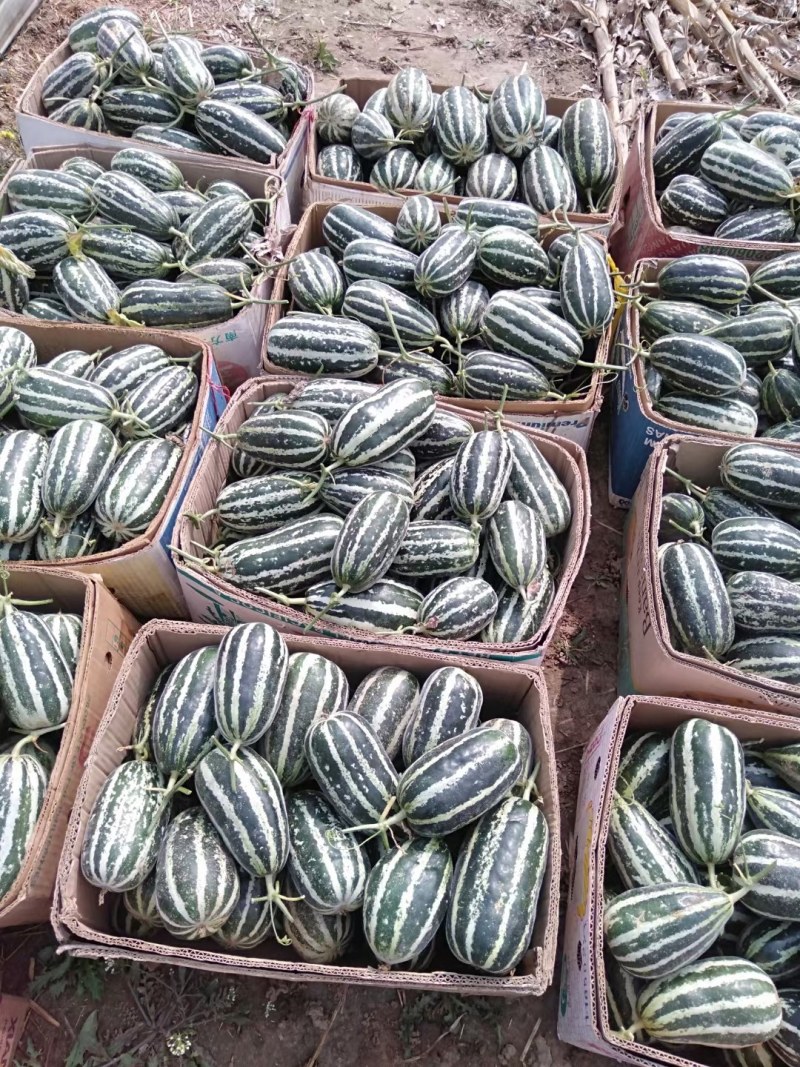 乐亭县冷棚甜瓜大量上市，品种齐全，质量有保证