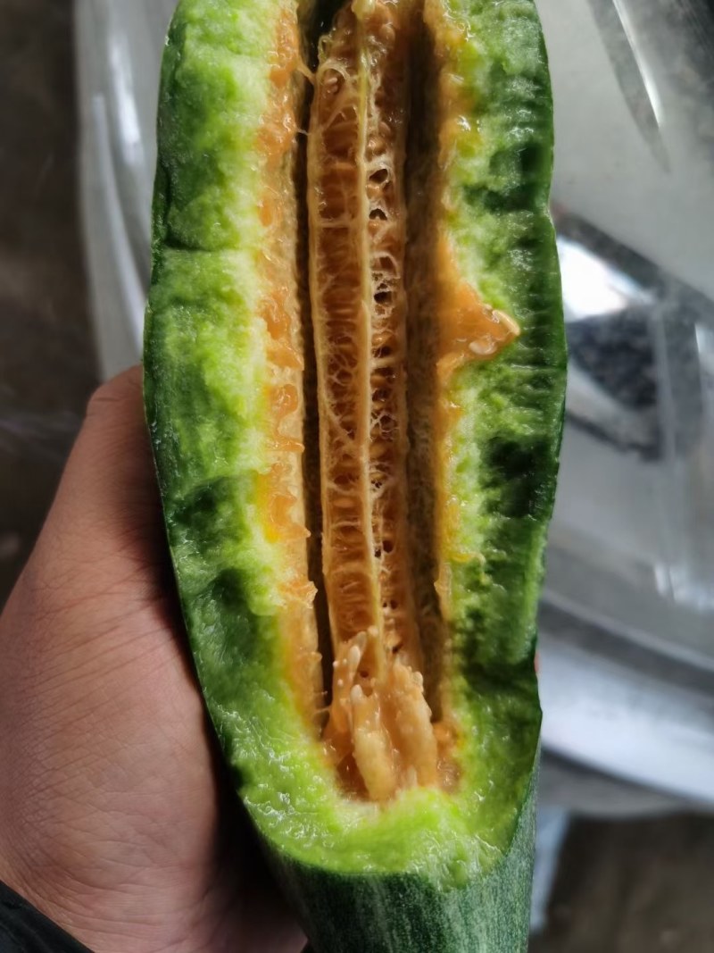 乐亭县冷棚甜瓜大量上市，品种齐全，质量有保证