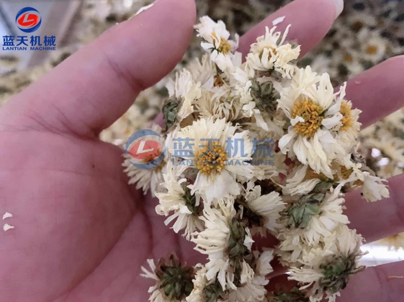 菊花烘干机七月菊烘干机金丝皇菊烘干房野菊花烘干设备