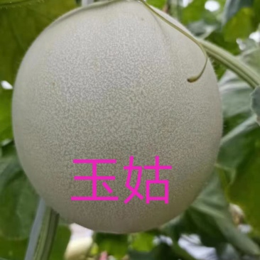 玉姑，冰淇淋玉姑，精品冰清玉姑