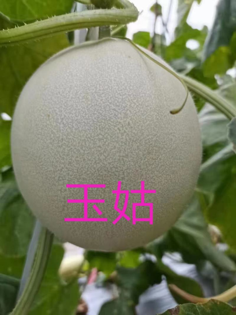 玉姑，冰淇淋玉姑，精品冰清玉姑