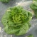 绵蔬翡翠生菜/生菜种子/叶菜种子/蔬菜种子