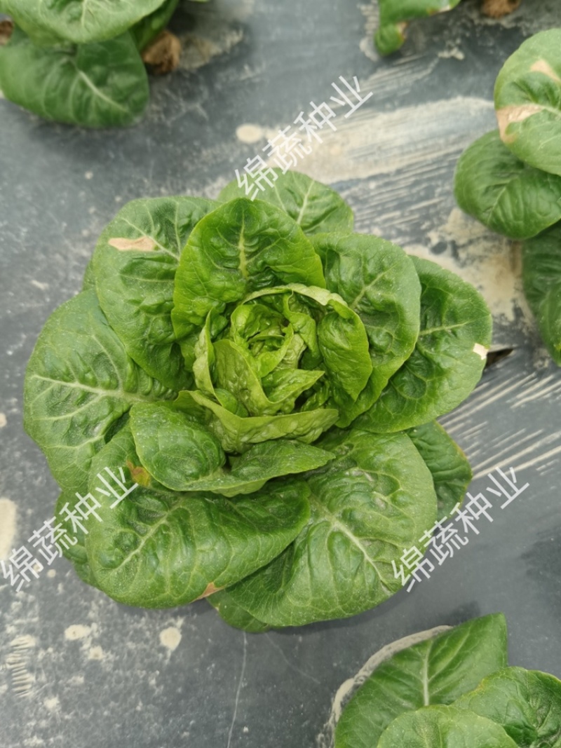 绵蔬翡翠生菜/生菜种子/叶菜种子/蔬菜种子