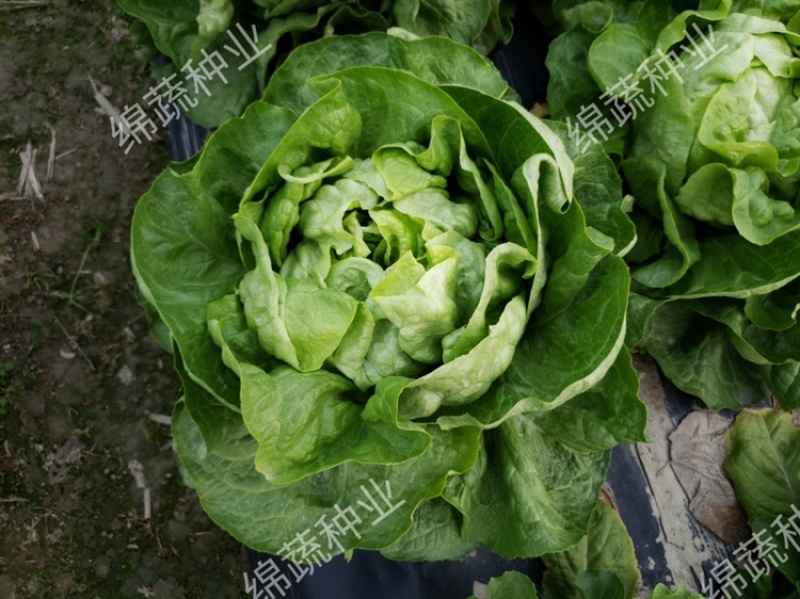 绵蔬奶油生菜/生菜种子/叶菜种子/蔬菜种子