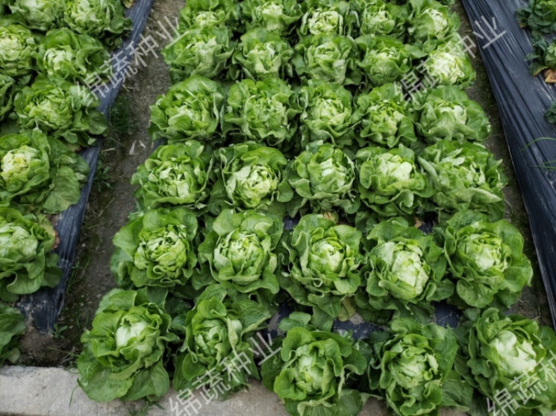 绵蔬奶油生菜/生菜种子/叶菜种子/蔬菜种子