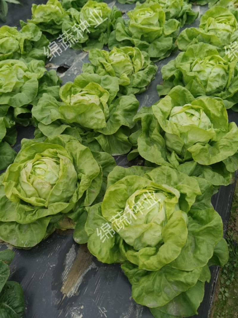 绵蔬奶油生菜/生菜种子/叶菜种子/蔬菜种子