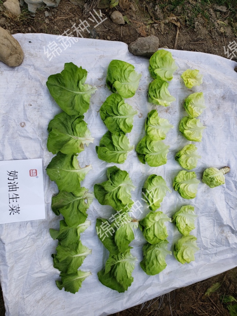 绵蔬奶油生菜/生菜种子/叶菜种子/蔬菜种子