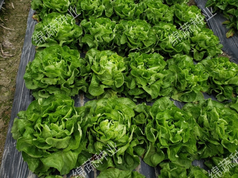 绵蔬奶油生菜/生菜种子/叶菜种子/蔬菜种子