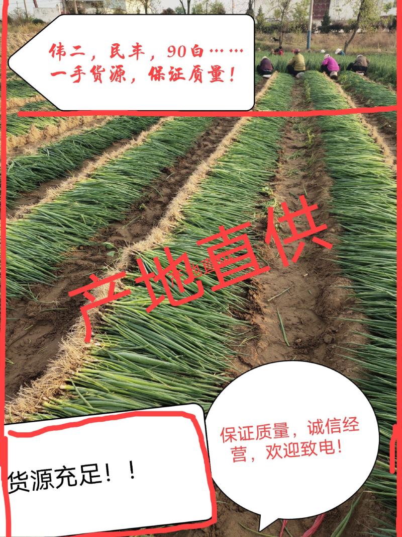 陕西大荔长白大葱葱苗！伟二，民丰，90白保证品种纯度！