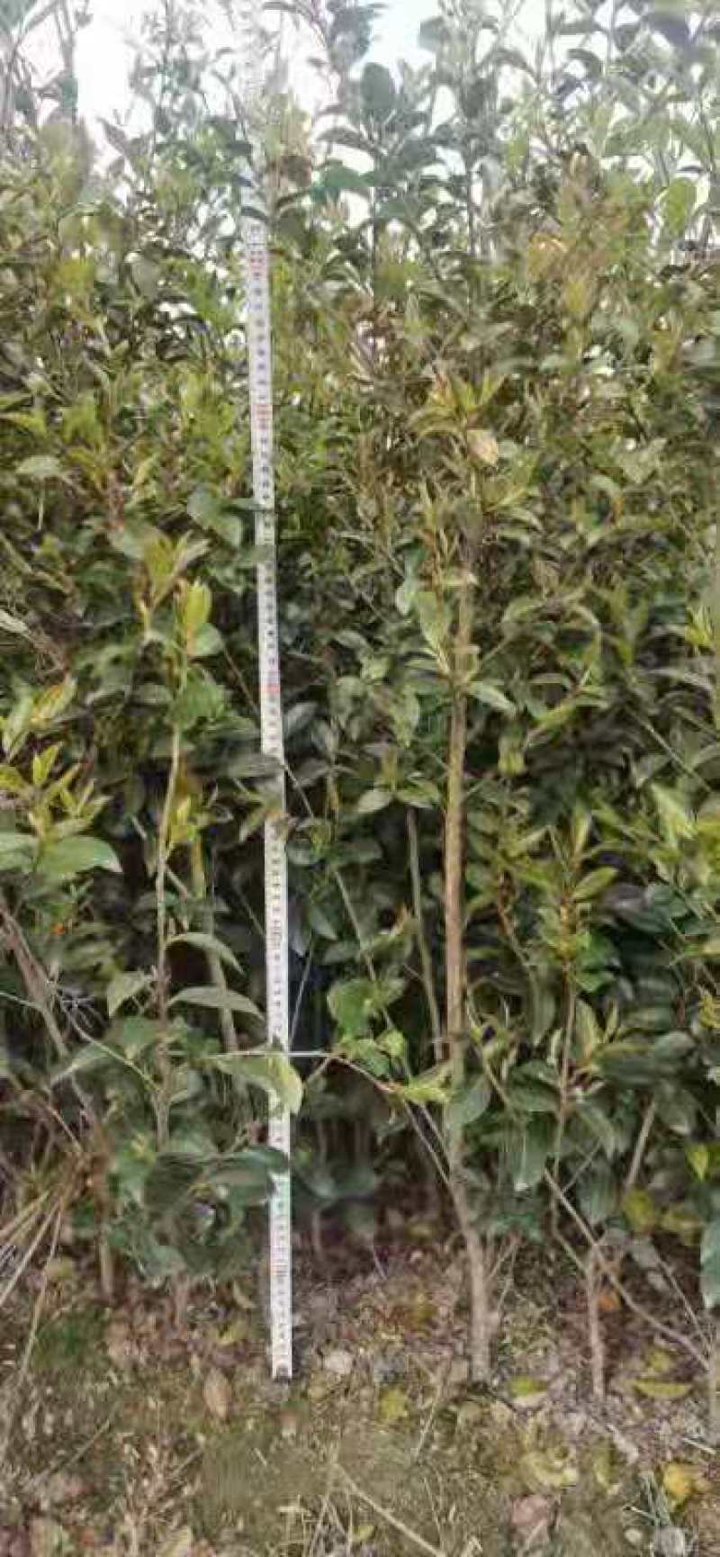 茶梅