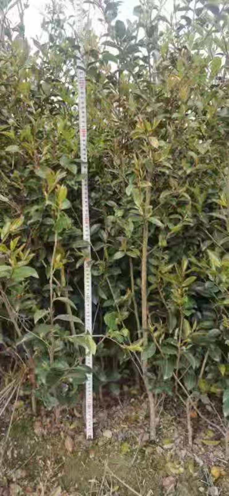 茶梅