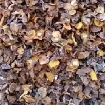 松蘑烤干，2.5的小块，价格便宜，精选细挑！质量保障！