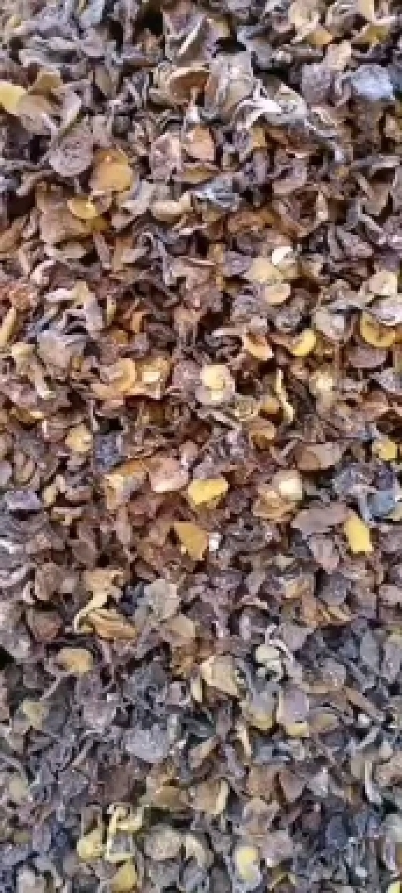 松蘑烤干，2.5的小块，价格便宜，精选细挑！质量保障！