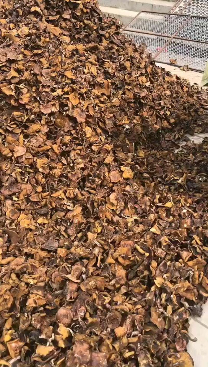 松蘑烤干，2.5的小块，价格便宜，精选细挑！质量保障！
