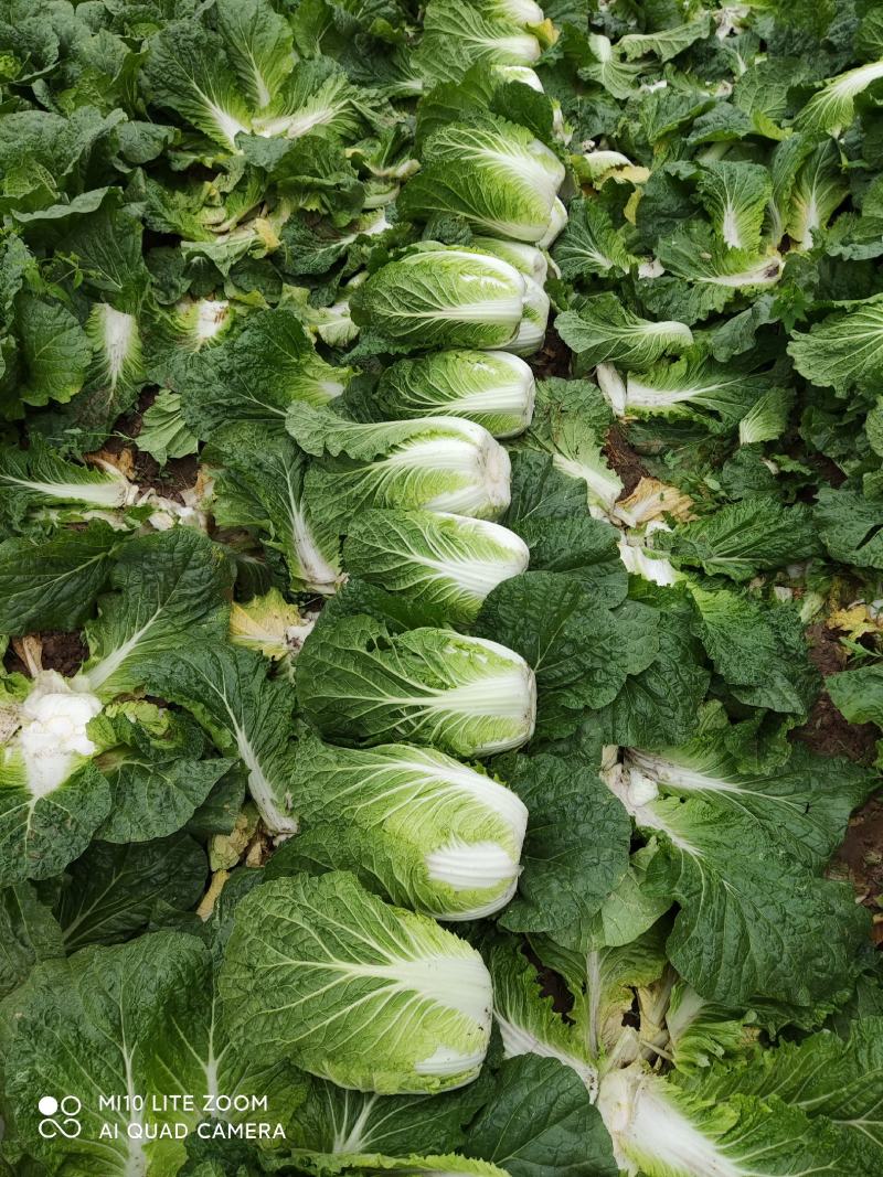 矮颗黄心大白菜净菜3-6斤，货源充足！！