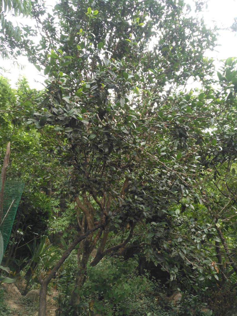 无量山古树茶