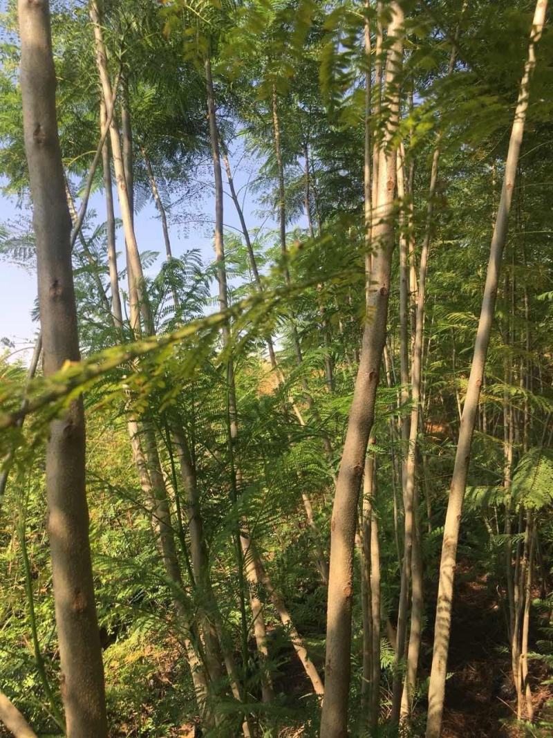 地径1.5-4公分蓝花楹袋苗