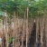 地径1.5-4公分蓝花楹袋苗