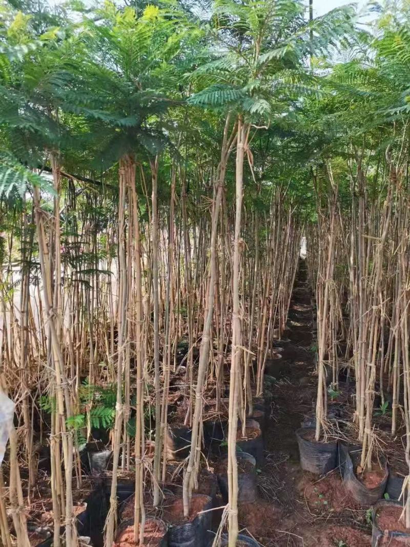 地径1.5-4公分蓝花楹袋苗
