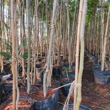 地径1.5-4公分蓝花楹袋苗