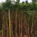 地径1.5-4公分蓝花楹袋苗