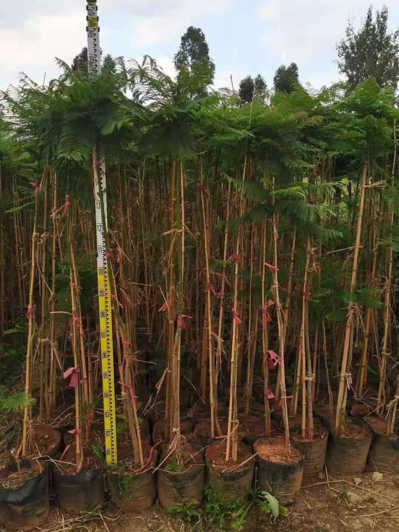 地径1.5-4公分蓝花楹袋苗