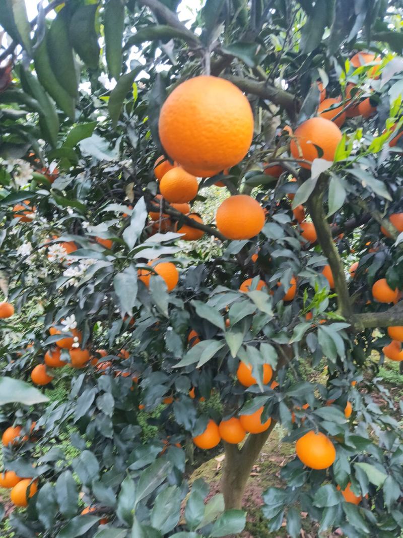 青见柑橘，水份充足，产地直销，果肉红亮，爽口化渣欢迎咨询