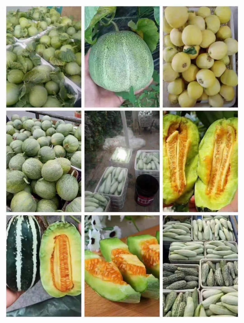 小白瓜！白沙蜜！蜜糖罐大量上市！口感翠甜欢迎采购全国代发