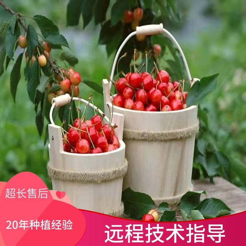 红妃樱桃苗正宗嫁接苗，果大又甜，南北方种植自花授粉