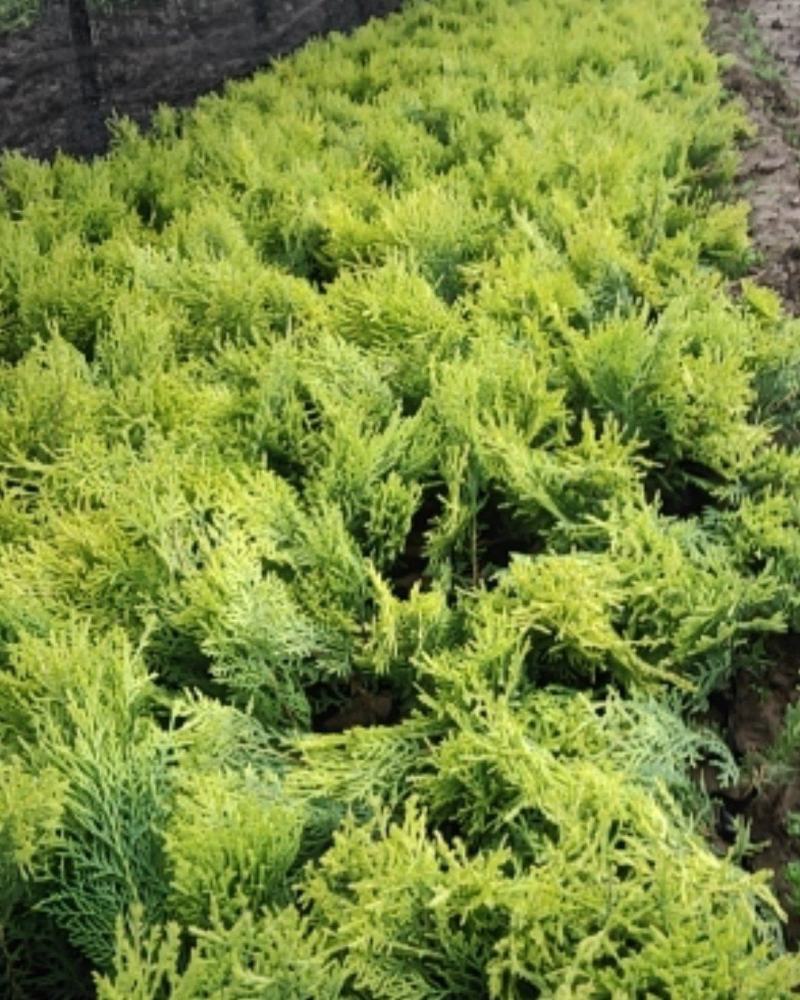 洒金柏
