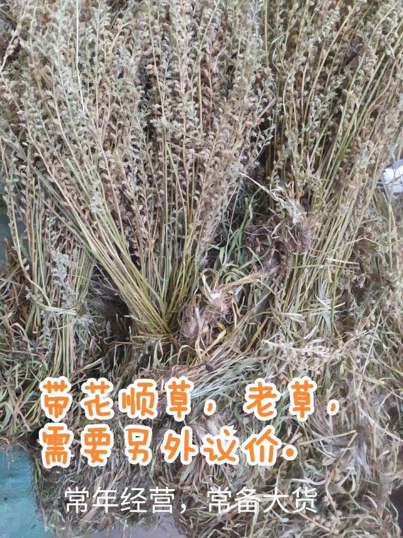 小肺筋草肺痈草，肺筋草、