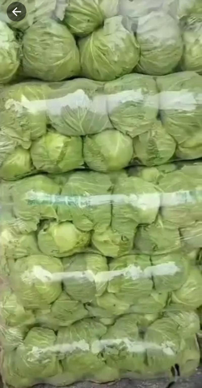 河北精品甘蓝产地直销可视频看货质量优益皮毛光亮色泽鲜嫩价