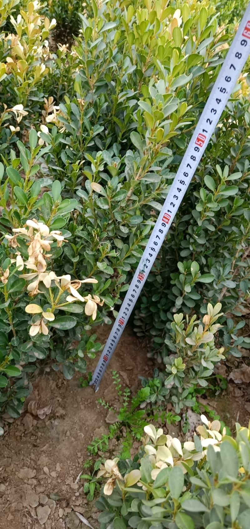 小叶黄杨
